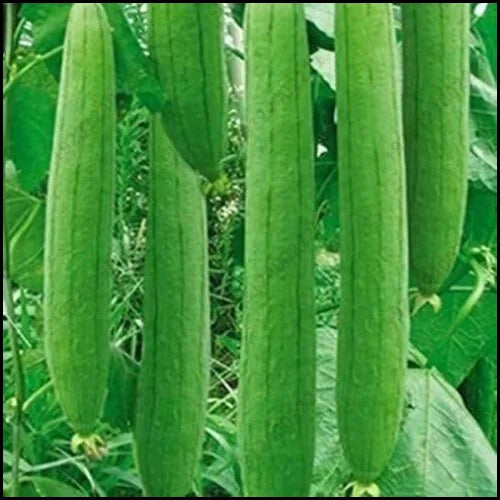 50pcs Of Free Seeds Luffa Acutangula Kali Tori Ke Bejh کالی